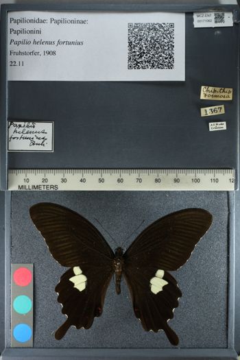Media type: image;   Entomology 171062